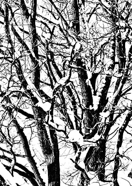 Oak Tree Winter Snow