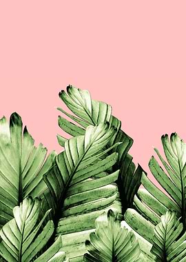 Blush Banana Leaves 1