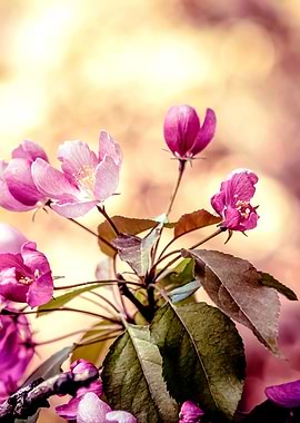 Pink Beige Blossoms Right