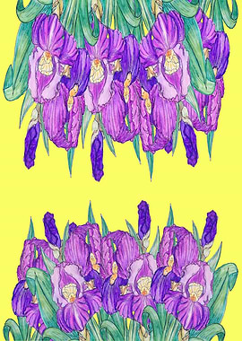 Flowerdeluce in yellow