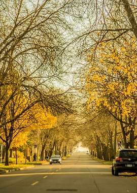 Road Lined in Trees