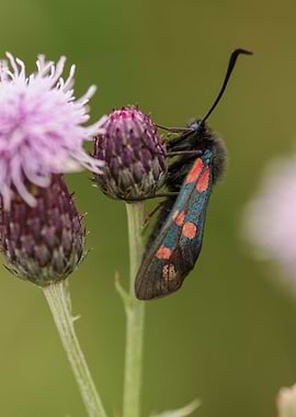 Six spot burnet moth
