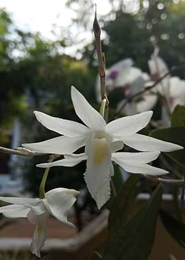 The beauty of orchids