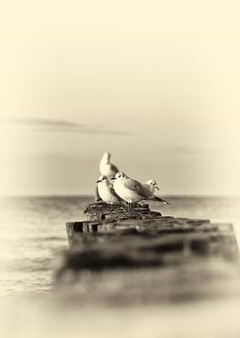 Gulls are waiting vintage2