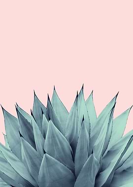 Agave Vibes 12
