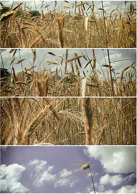 View into a cornfield