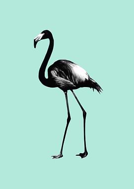 Black Flamingo on Mint 1