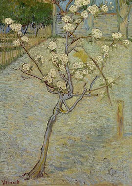 Perenboompje in bloei