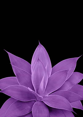 Purple Agave 1