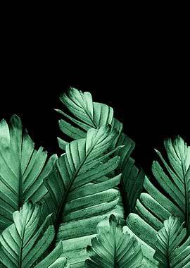 Green Banana Leaves 2