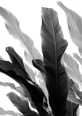 Banana Leaves Jungle 3