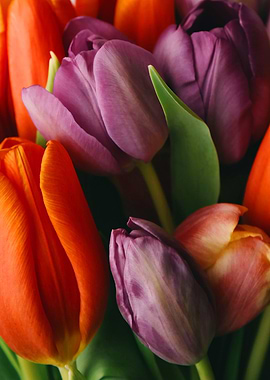 purple orange tulips