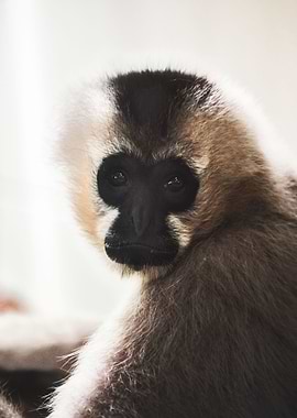 Pileated Gibbon