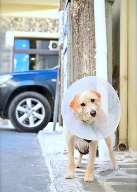 Dog Cone Funny Expression