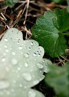 Leafs water drops macro hq