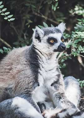 Dopey Lemur