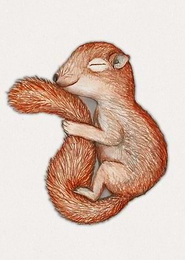 Hibernating squirrel