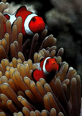 beauty clownfish
