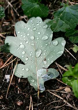 Leafs water drops macro hq