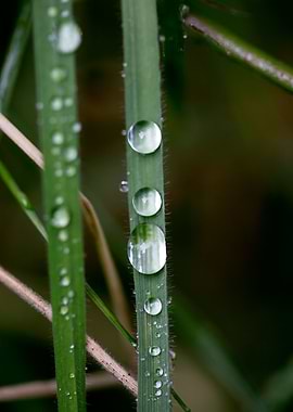 Leafs water drops macro hq