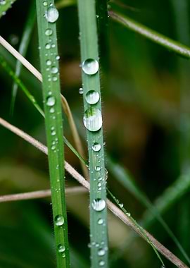 Leafs water drops macro hq