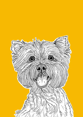 West Highland Terrier