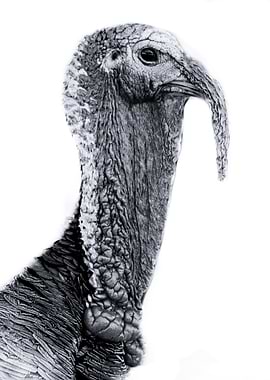 Turkey Gobble Gobble