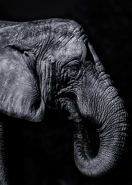 Dreams of an age gone by