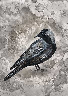 Grunge jackdaw