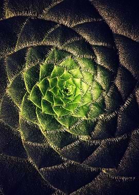 DARKSIDE OF SUCCULENTS XIb