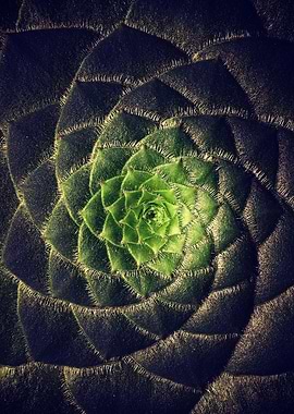 DARKSIDE OF SUCCULENTS XIa