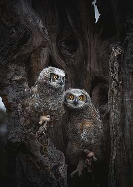 Baby Great Horned Owls