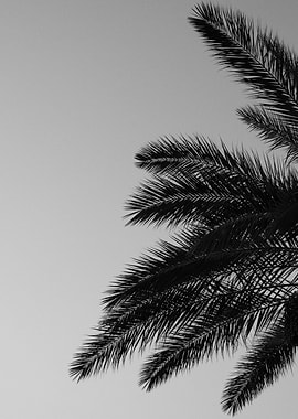 Palms Sunset Beauty 2