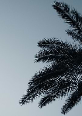 Palm Leaves Sunset Beauty