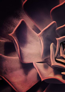 DARKSIDE OF SUCCULENTS XII