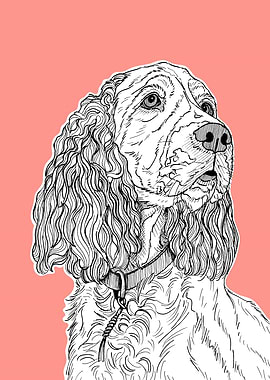 Spaniel Dog Portrait