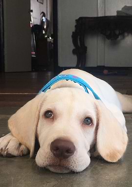 Yellow Labrador Puppy