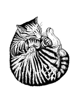 Tabby Cat Drawing