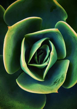 DARKSIDE OF SUCCULENTS 13a