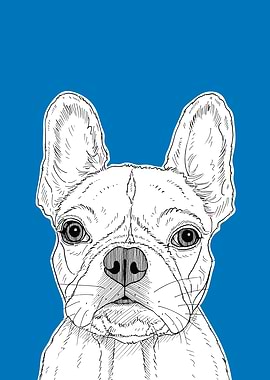 French Bull Terrier
