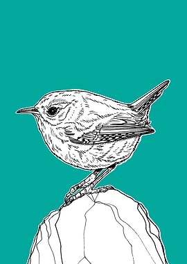 Wren Bird