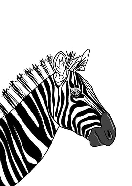Monochrome Zebra Portrait