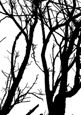 In memory of trees no6