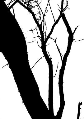 In memory of trees no1