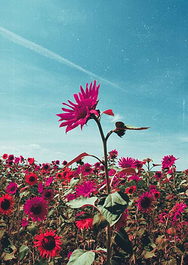 Alternative Sunflowers