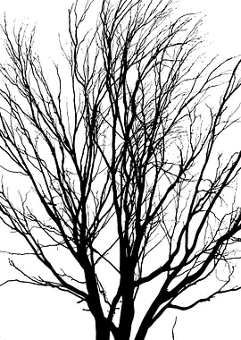 In memory of trees no12