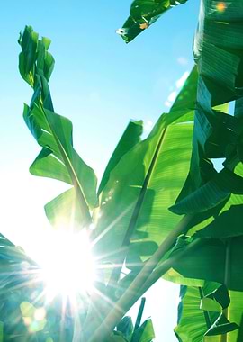 Banana Leaves Delight 1