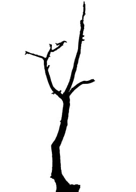 In memory of trees no4