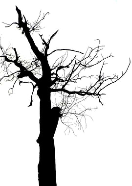 In memory of trees no14