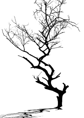 In memory of trees no11